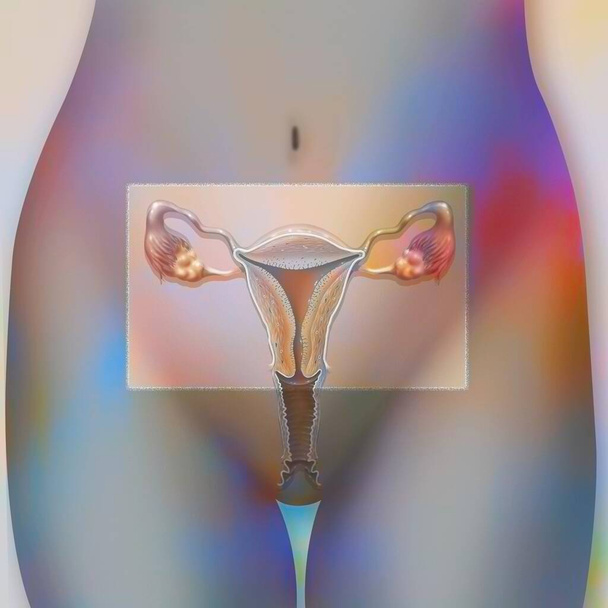 Internal genitalia comprising the vagina, uterus, tubes, ovaries. - Фото, изображение