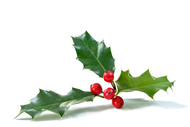 Holly de Navidad con bayas rojas. Decoración festiva tradicional. Rama de acebo con bayas rojas en blanco. - Foto, Imagen