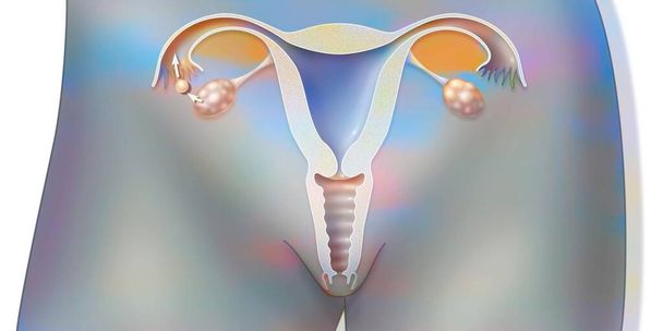 Anatomy of the female reproductive system during ovulation. - Valokuva, kuva