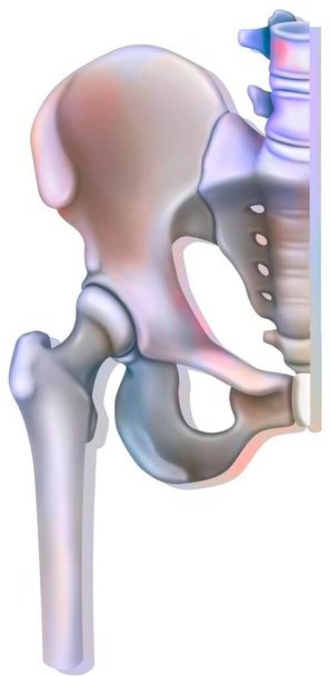 Bone system: hip joint (coxofemoral). - Photo, image