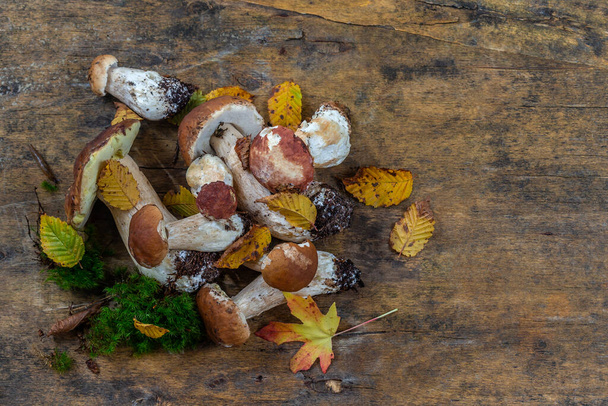 Wild mushrooms: cepes freshly picked on old wooden board - Photo, Image