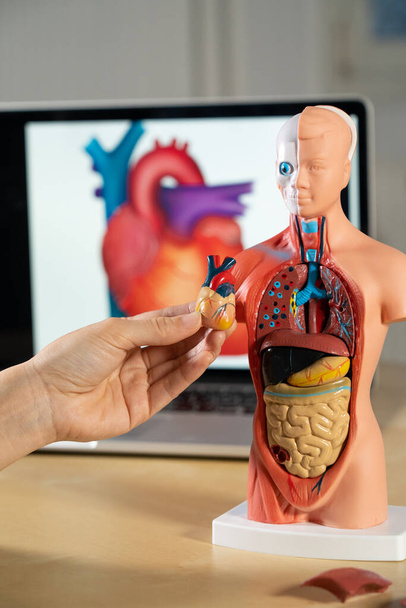 Anatomical mannequin for teaching human organs - Zdjęcie, obraz