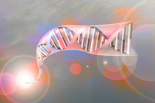 Double helix of DNA with the nucleotide bases: adenine, thymine, cytosine and guanine. - 写真・画像