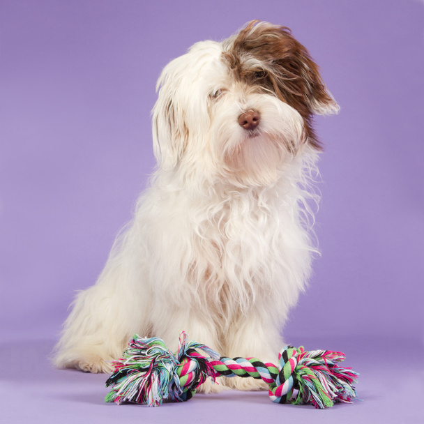Бумер щенок на фиолетовом фоне
 - Фото, изображение