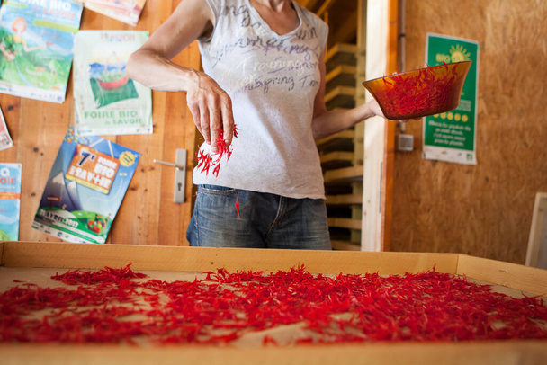 Herbalist drying the petals of the medicinal plant. - Foto, afbeelding
