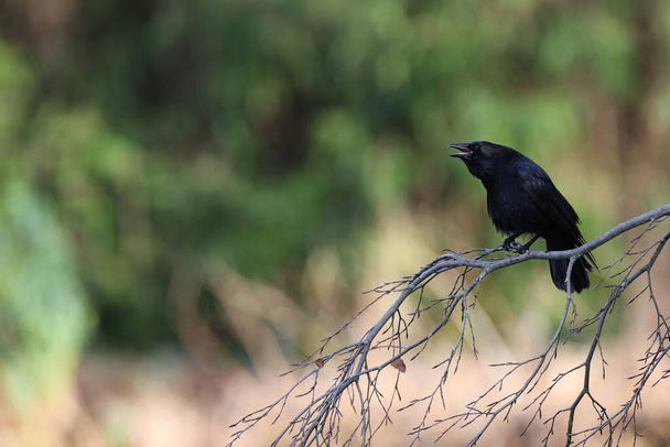 Black crow in a park in Paris, Ile de France, France. - 写真・画像