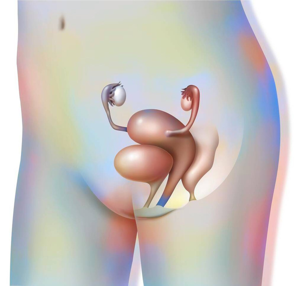 Girl's genitals: uterus, vagina, tubes and ovaries. - Photo, Image