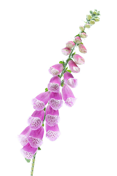 FOXGLOVE isolated on white background - Foto, Imagen