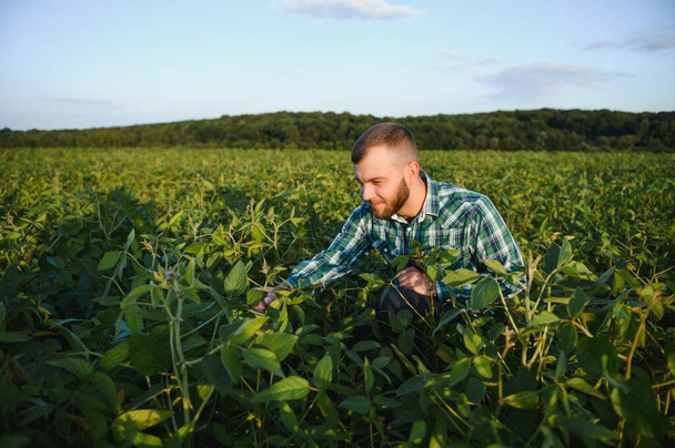 Agronomist inspects soybean crop in agricultural field - Agro concept - farmer in soybean plantation on farm. - Fotografie, Obrázek