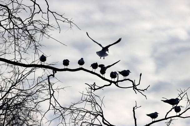Black-headed gulls in a park in Paris, Ile de France, France. - 写真・画像
