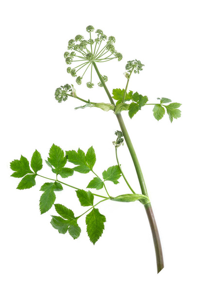 Angelica archangelica isolated on white background - 写真・画像