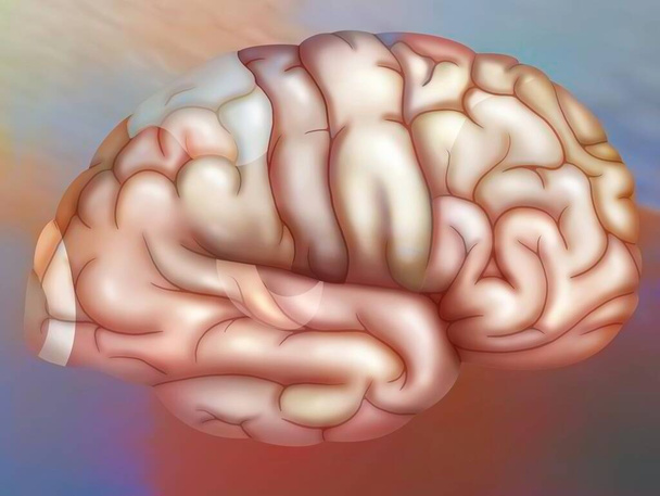 Areas of the brain of the right hemisphere: cortex (visual, parietal, sensory, motor, premotor) and auditory area. - Foto, Imagen