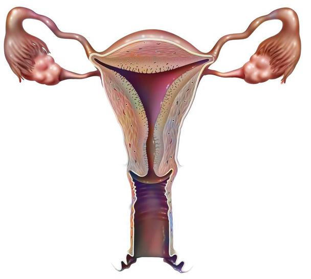 Anterior view of the female genitals: vagina, uterus, fallopian tubes, ovaries. - Zdjęcie, obraz
