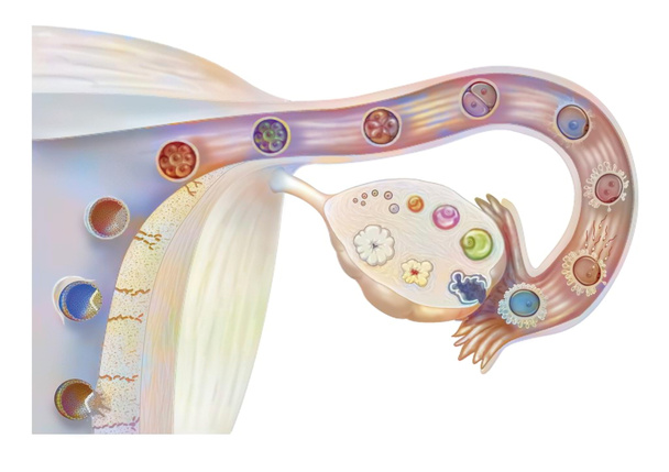 Female genitalia: ovarian cycle, ovulation, fertilization, embryo segmentation, implantation. - Foto, Imagem