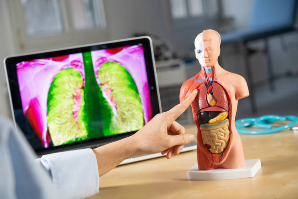 Anatomical mannequin for teaching human organs - 写真・画像