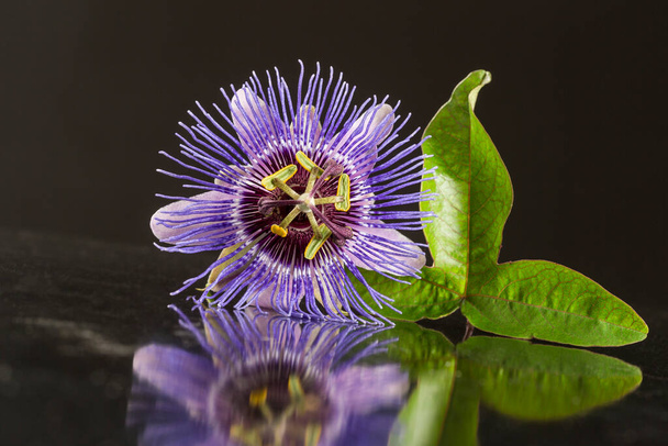 Passion flower. close-up view - Foto, Imagem