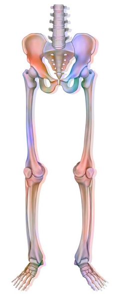Bone system: lower limb skeleton with femur, tibia. . - Foto, immagini