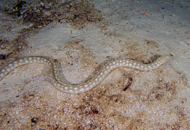 A Sharptail Eel (Myrichthys breviceps) at night in Cozumel, Mexico - Foto, imagen