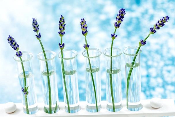 Scientific experiment on flowers lavender in test tubes. - Foto, Bild