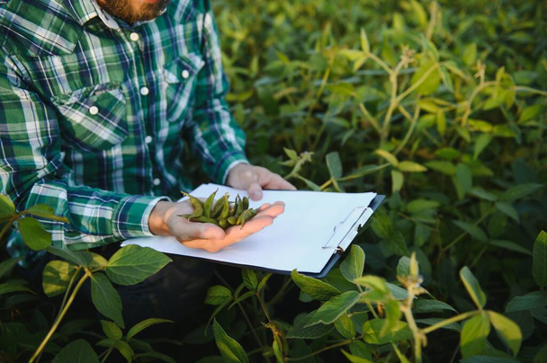 Agronomist inspects soybean crop in agricultural field - Agro concept - farmer in soybean plantation on farm. - Φωτογραφία, εικόνα
