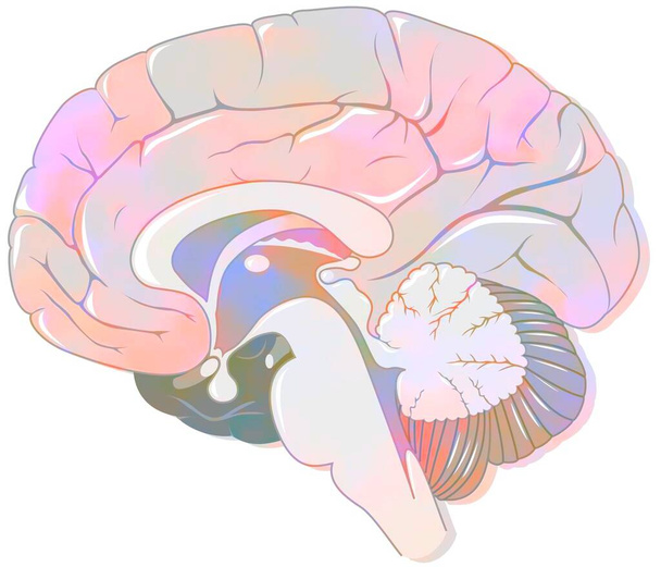 Сагітальна ділянка мозку з мозком і спинномозковою рідиною
. . - Фото, зображення