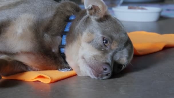 Cute domestic dog lies asleep. sad dog 4K - Filmagem, Vídeo