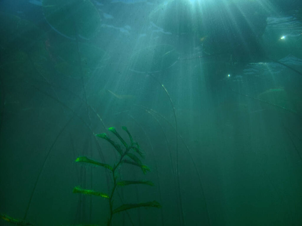 Водяная лилия (nuphar lutea) в прозрачном фунте. Подводный кадр в пресноводном озере. Природная среда обитания. Подводный мир. Подводный вид на пруд летом - Фото, изображение