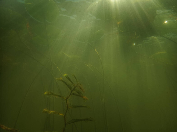 Водяная лилия (nuphar lutea) в прозрачном фунте. Подводный кадр в пресноводном озере. Природная среда обитания. Подводный мир. Подводный вид на пруд летом - Фото, изображение