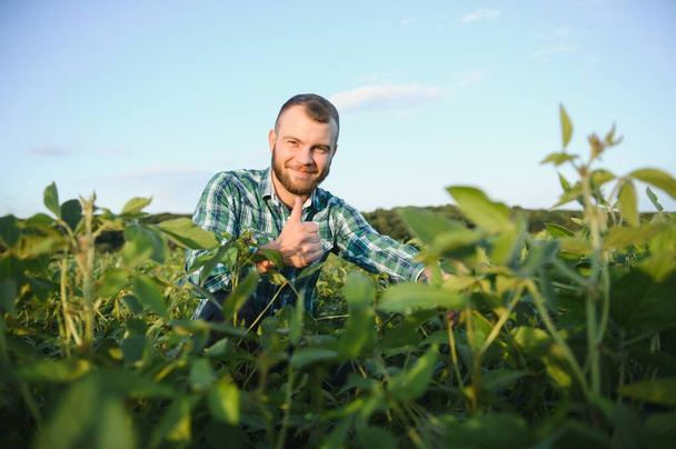A farmer agronomist inspects green soybeans growing in a field. Agriculture. - Zdjęcie, obraz