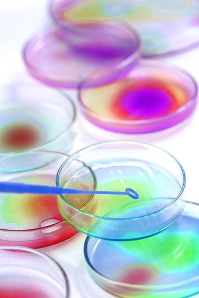 Petrischaaltjes van dichtbij bekeken - Foto, afbeelding
