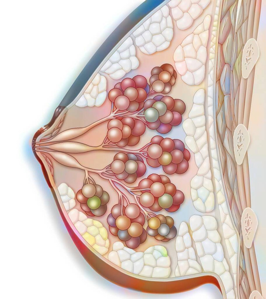 Анатомия молочной железы (темная кожа) с соском, млекопитающие мышцы. - Фото, изображение
