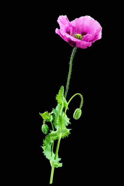 Purpel opium poppy, buds and flower against a black background. - Foto, Bild