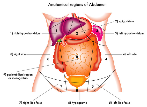 abdomen - Vector, Imagen