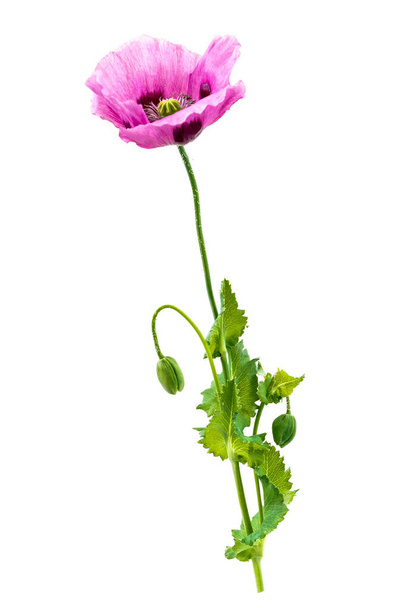 Пурпурный опиумный мак почки и цветок на белом фоне. - Фото, изображение