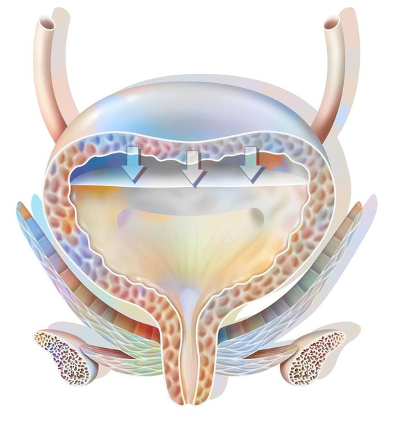 Diagram of a full bladder in women. - Foto, Bild