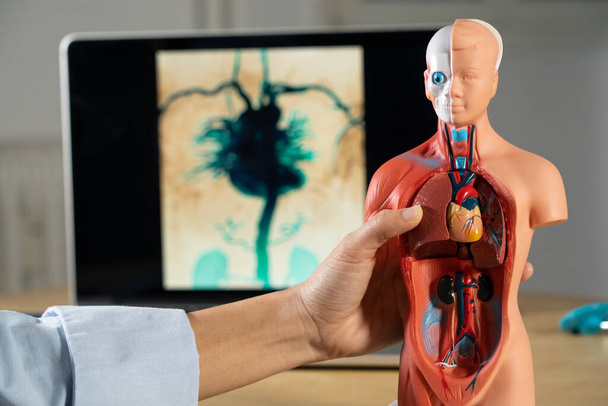Анатомічний манекен для навчання людських органів
 - Фото, зображення