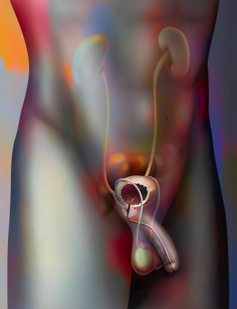 The male urogenital system with the prostate, bladder, seminal vesicles. . - Fotografie, Obrázek