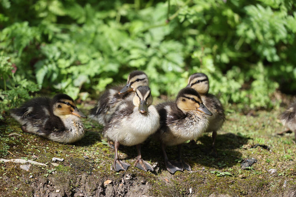 Mallard ducklings in a park in Paris, Ile de France, France. - 写真・画像