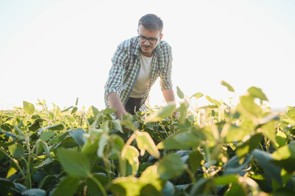agronomist or farmer examining crop of soybeans field - Фото, изображение