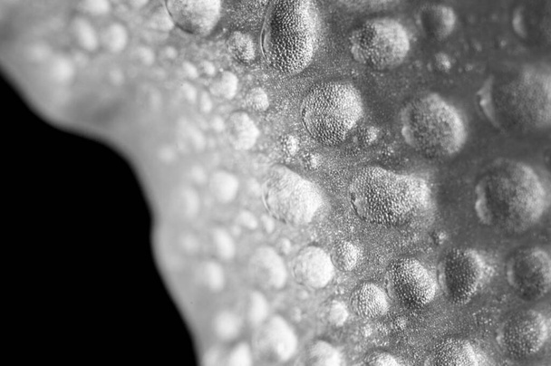 gladiolus petals in water drops close-up on a black background. black and white photo - Fotoğraf, Görsel