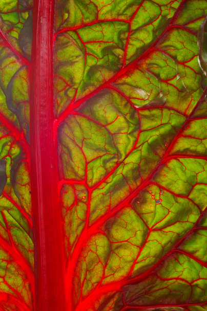 Beet leaf texture - Foto, Imagen