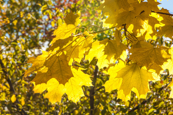 Texture of autumn maple leaves - Foto, afbeelding
