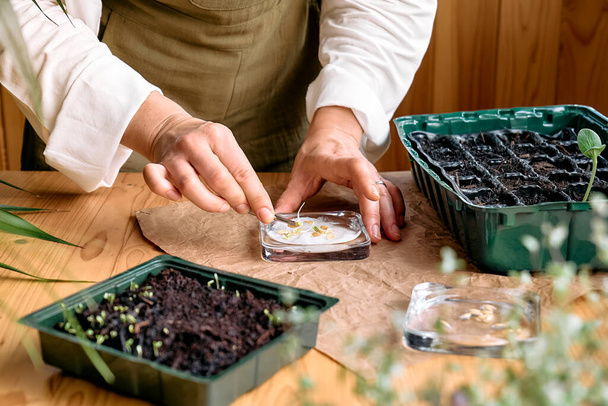 Hand's of woman sowing germinated seeds in mini greenhouse at home. Home leisure growing seedlings at home. Gardening in apartment. - Foto, afbeelding
