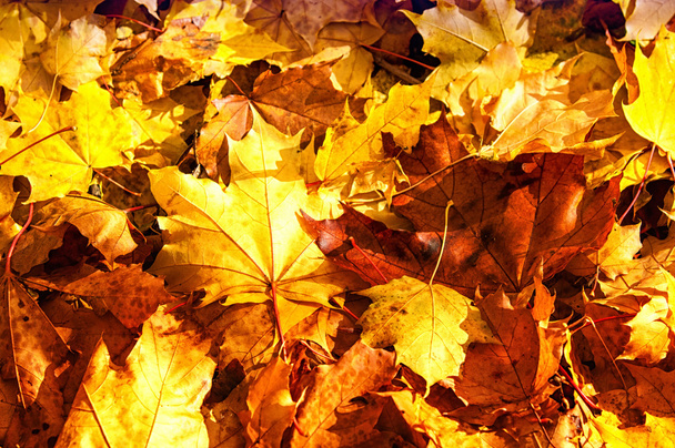 Texture of autumn maple leaves - Photo, Image