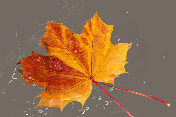 Textura de hojas de arce de otoño
 - Foto, Imagen