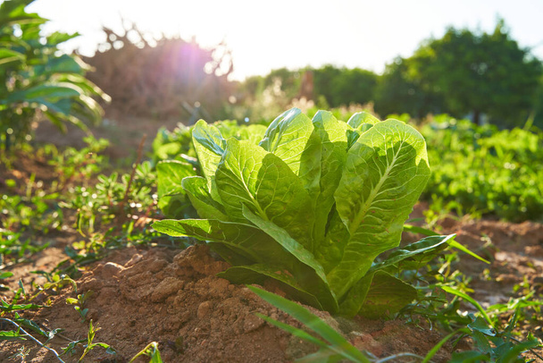 Organic lettuce in soil. The sun shines on the salad from behind. Some weeds are around the salad. Naturally growing vegetables are rich in minerals and vitamins. - Zdjęcie, obraz