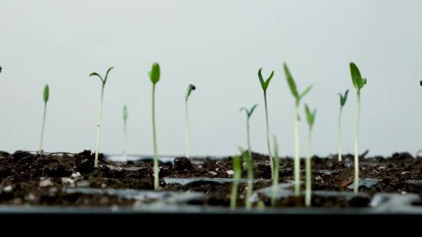 Growing tomatoes from seeds, step by step. Step 6 - many sprouts sprouted - Metraje, vídeo