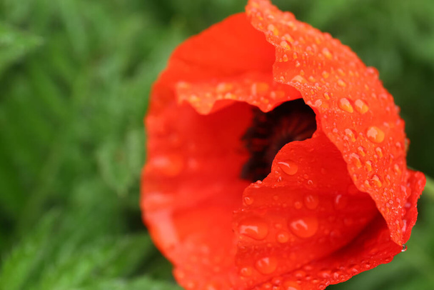 Beautiful poppy flower with dew drops outdoors, closeup. Space for text - Фото, зображення