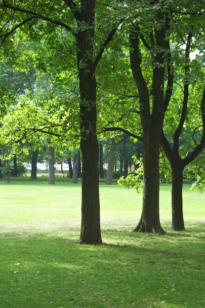 Oak trees on lawn - Fotó, kép