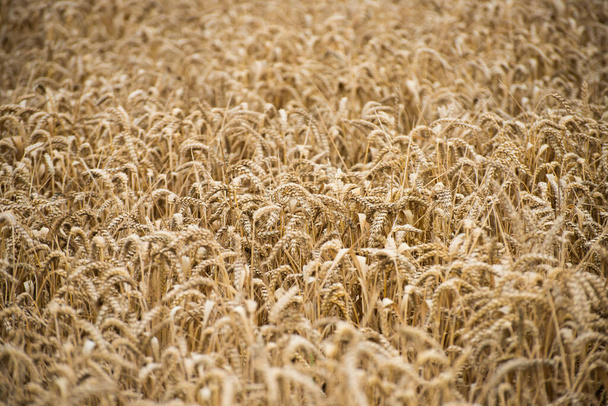 Detalles de un campo de trigo
. - Foto, imagen